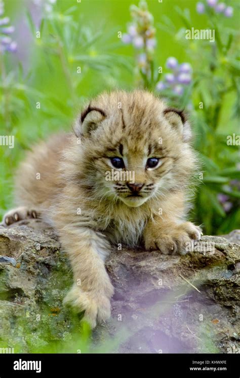 Canada Lynx Baby Hi Res Stock Photography And Images Alamy