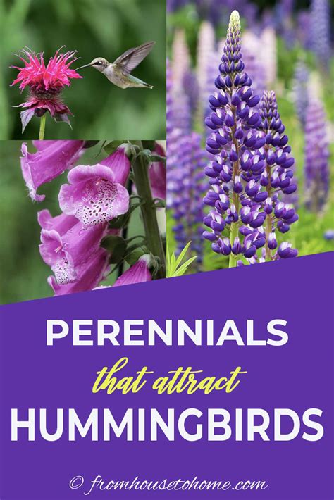 Hummingbird Plants: 25+ Of The Best Flowers That Attract Hummingbirds