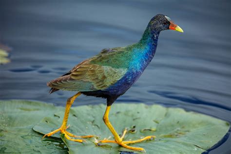 Top 999 Everglades National Park Wallpapers Full HD 4K Free To Use