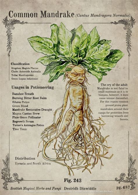 "Magical Mandrake Herbology" Poster for Sale by DrawBotanical | Harry ...