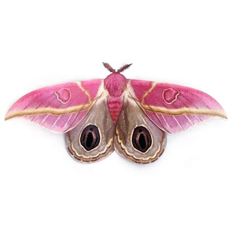 'Dognin’s Pink Bullseye' Moth | Colorful moths, Pink moth, Cute moth