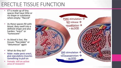 The Physiology Of Sex Youtube