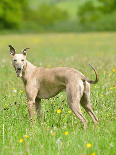 5 Causes And 2 Solutions To A Fat Greyhound - PupVine