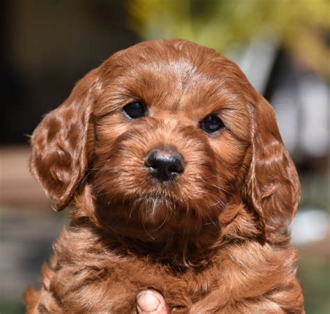 australian cobberdogscom australian cobberdogs