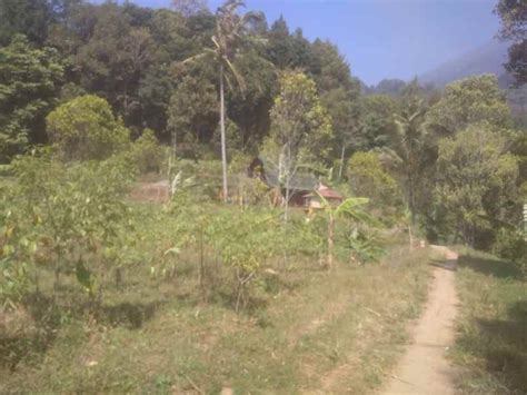 Tanah Kebun View Gunung Dijual Di Linggarjati Kuningan Akses Mobil