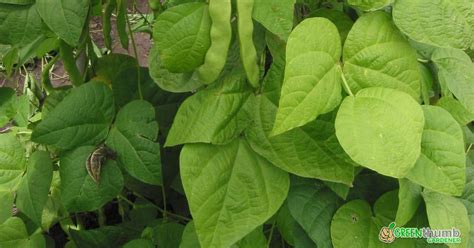 Reasons Why Your Green Bean Leaves Are Turning Yellow Solutions To