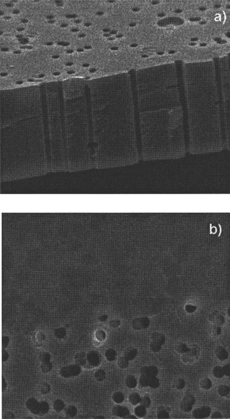 Sem Images Of Tm A Fracture Of A Tm With Parallel Pores B Surface