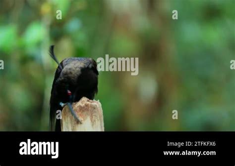 Close Up Of Black Sicklebill Epimachus Meyeri Male Bird Of Paradise