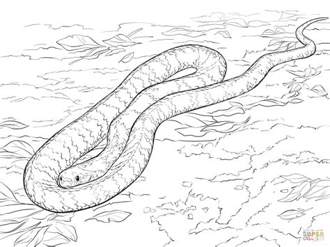 Unique Coloriage De Serpent Anaconda A Imprimer Haut Coloriage Hd