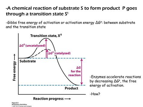 PPT - Chapter 8 Enzymes: Basic Concepts and Kinetics PowerPoint Presentation - ID:6302188