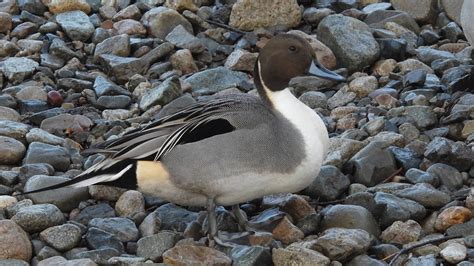 オナガガモ ① 4K Northern Pintail YouTube