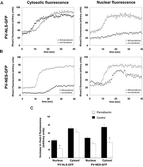 Atp Induced Increases In Ca Nuc Or Ca Cyt Are Selectively Blocked