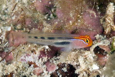 Redtail Filefish - Singapore Reef Club - Marine Reef saltwater Aquarium tank information ...