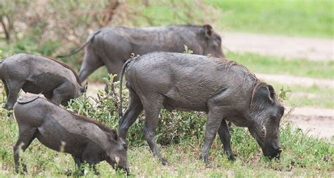 10 Days Tanzania Great Wildebeest Migration Mara River Cross Safari By