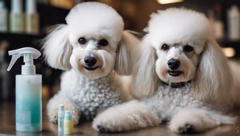 The Basics Of Poodle Coat Care Moyen Poodle