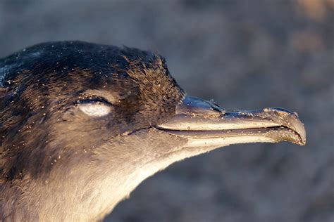 Short-tailed Shearwater | Audubon Field Guide