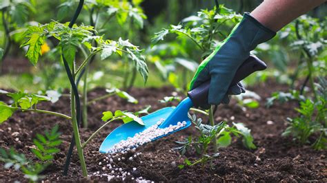 When Should I Fertilize My Trees Your Top Fertilizer Questions Answered