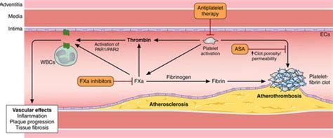 Combination Antiplatelet And Oral Anticoagulant Therapy In Patients