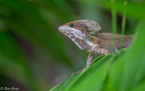 Wildlife in Belize - Belize Consulate in Israel