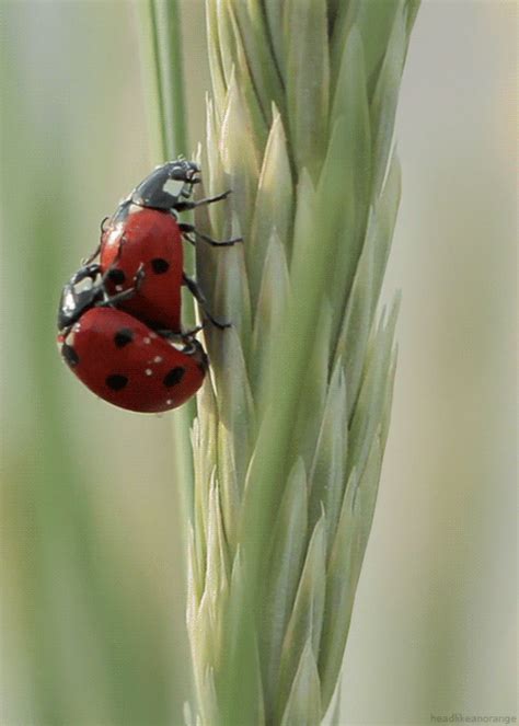 Marienkäfer Animierte Bilder eines Käfers für viel Glück USAGIF