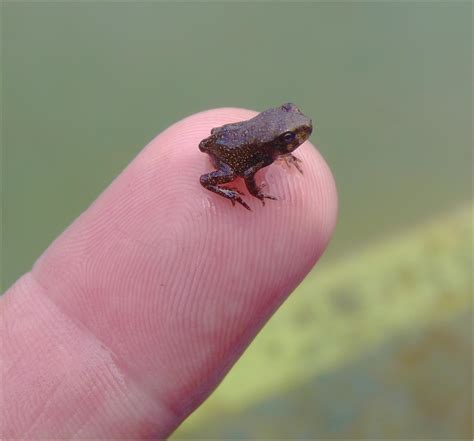 Fowlers Toad Baby 1 A Tiny Fowlers Toad Tadpole That Has Flickr