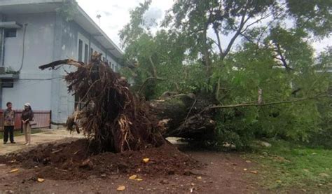 Pohon Trembesi Berusia 80 Tahun Tumbang Nyaris Timpa Puluhan Siswa