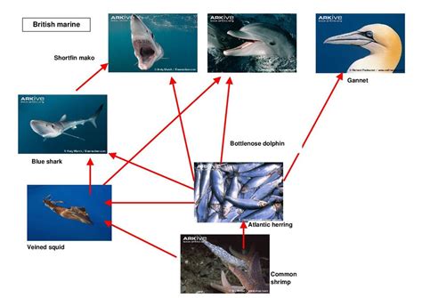 Bottlenose Dolphin Food Chain