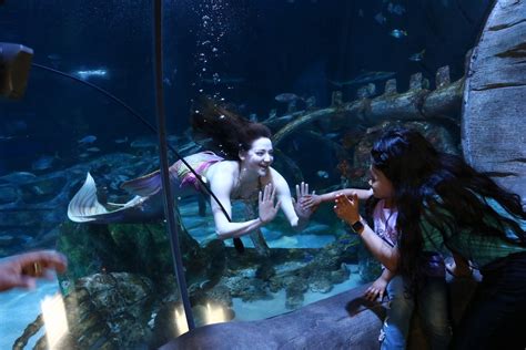 Sea Life Orlando Mermaids Are Back