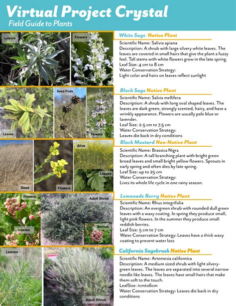 Plant Field Guide Docslib