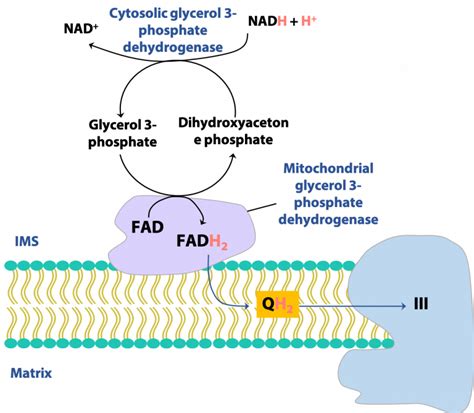 Glycolysis BIOC 2580 Introduction To Biochemistry