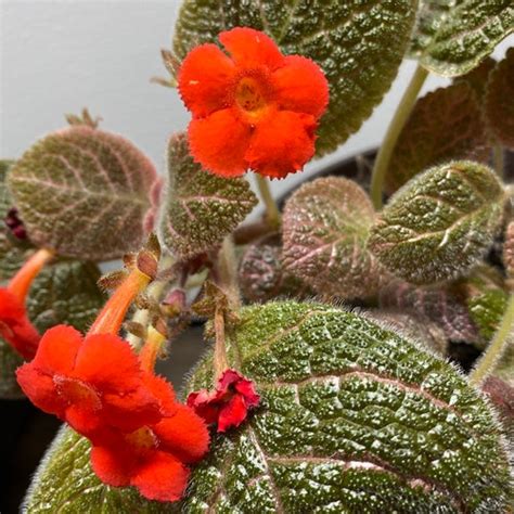 Episcia Kee Wee 2pot Gesneriad African Flame Violet Etsy