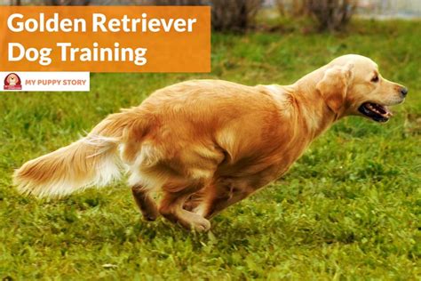 Training Your Golden Retriever - My Puppy Story Dog Training