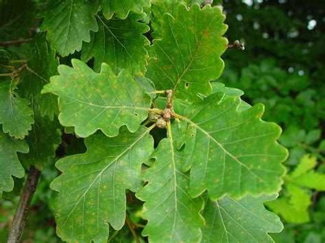 Le Ch Ne Sessile Ou Ch Ne Rouvre Quercus Petraea