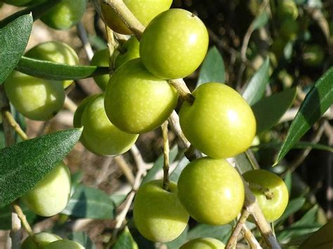 Olive tree varieties | Andreouoil