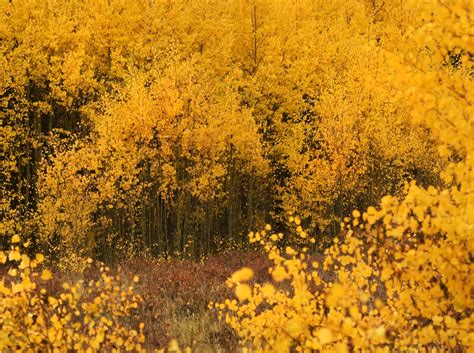 Leaf-peeping preview: Colorado can expect excellent 2023 fall colors