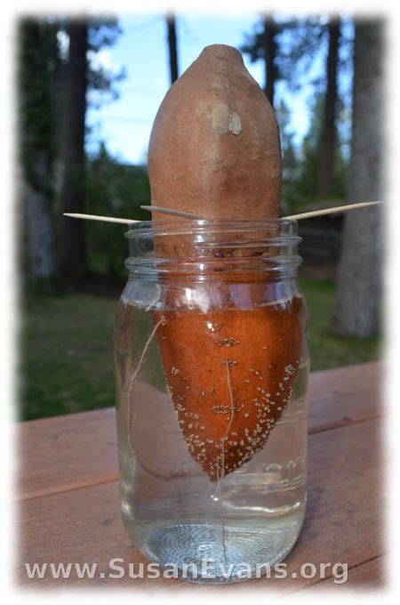 Growing A Sweet Potato In Water Growing Sweet Potatoes Sweet Potato