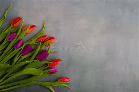 Fresh Colorful Tulip Flowers On Stone Table Top View Copy Space Stock