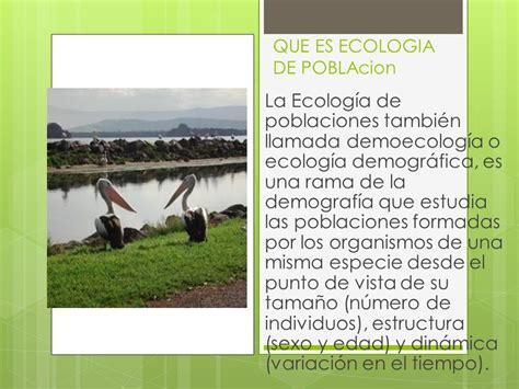 Ecologia De Las Poblaciones Ppt Descargar