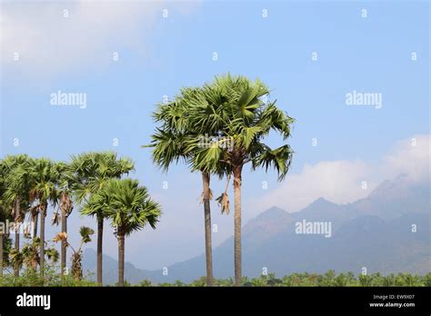 Palm Trees Of Tamilnadu Hi Res Stock Photography And Images Alamy