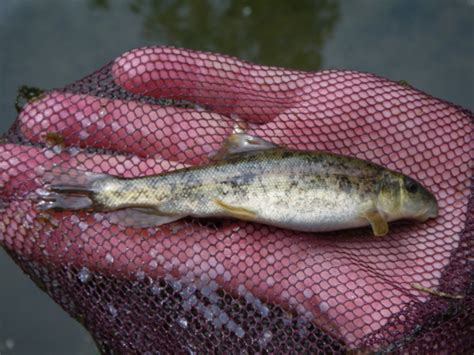 Fish On Hand Fws Gov