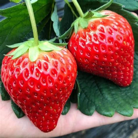 Strawberry Varieties Article Archives – Strawberry Plants