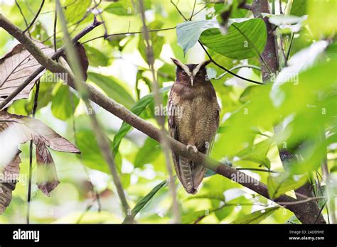 Crested Owl Lophostrix Cristata Photographed In Costa Rica Stock