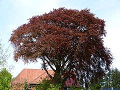 Category Fagus Sylvatica Purpurea In Schleswig Holstein Wikimedia