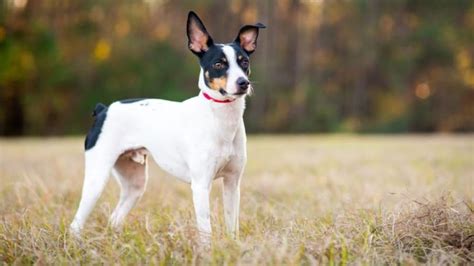 Decoding Rat Terrier Tails: Length, Types, and Care Guide