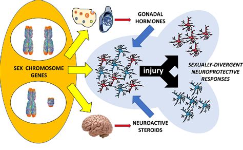 Figure 2 From Role Of Glial Cells In The Generation Of Sex Differences