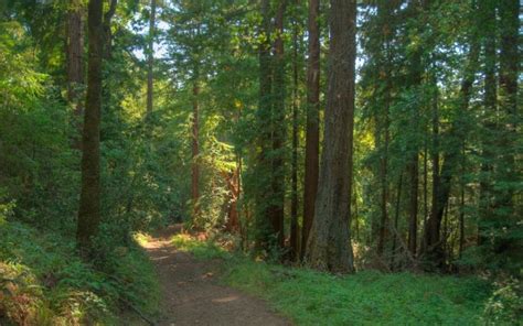 San Mateo County Parks Plans for Future of Pescadero Creek Park ...