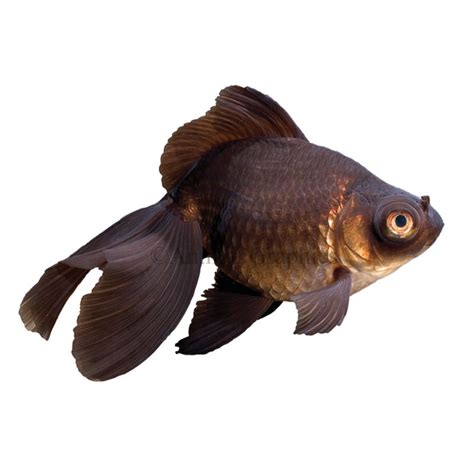 Black Moor Goldfish - Pet Food Guide