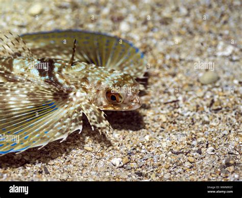 Flying Gurnard Hi Res Stock Photography And Images Alamy