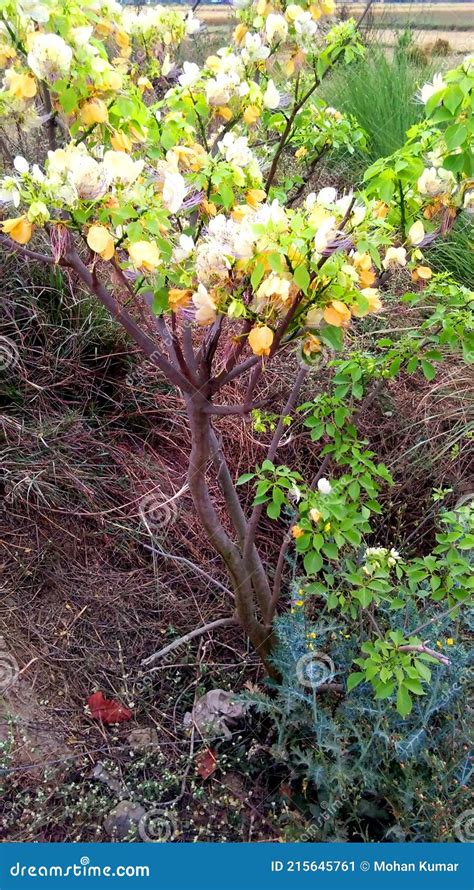 Crateva Religiosa Tree Flowers Stock Image - Image of native, showy ...