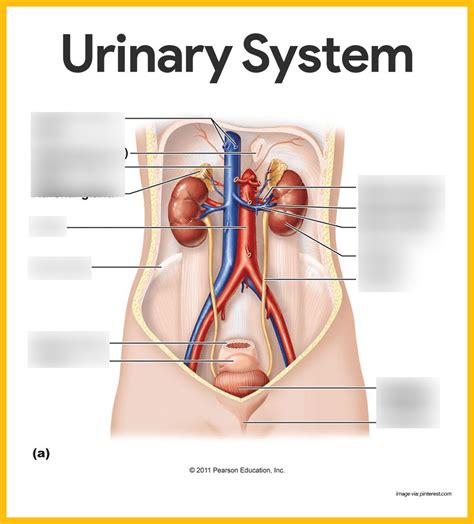 Urinary System Diagram Quizlet